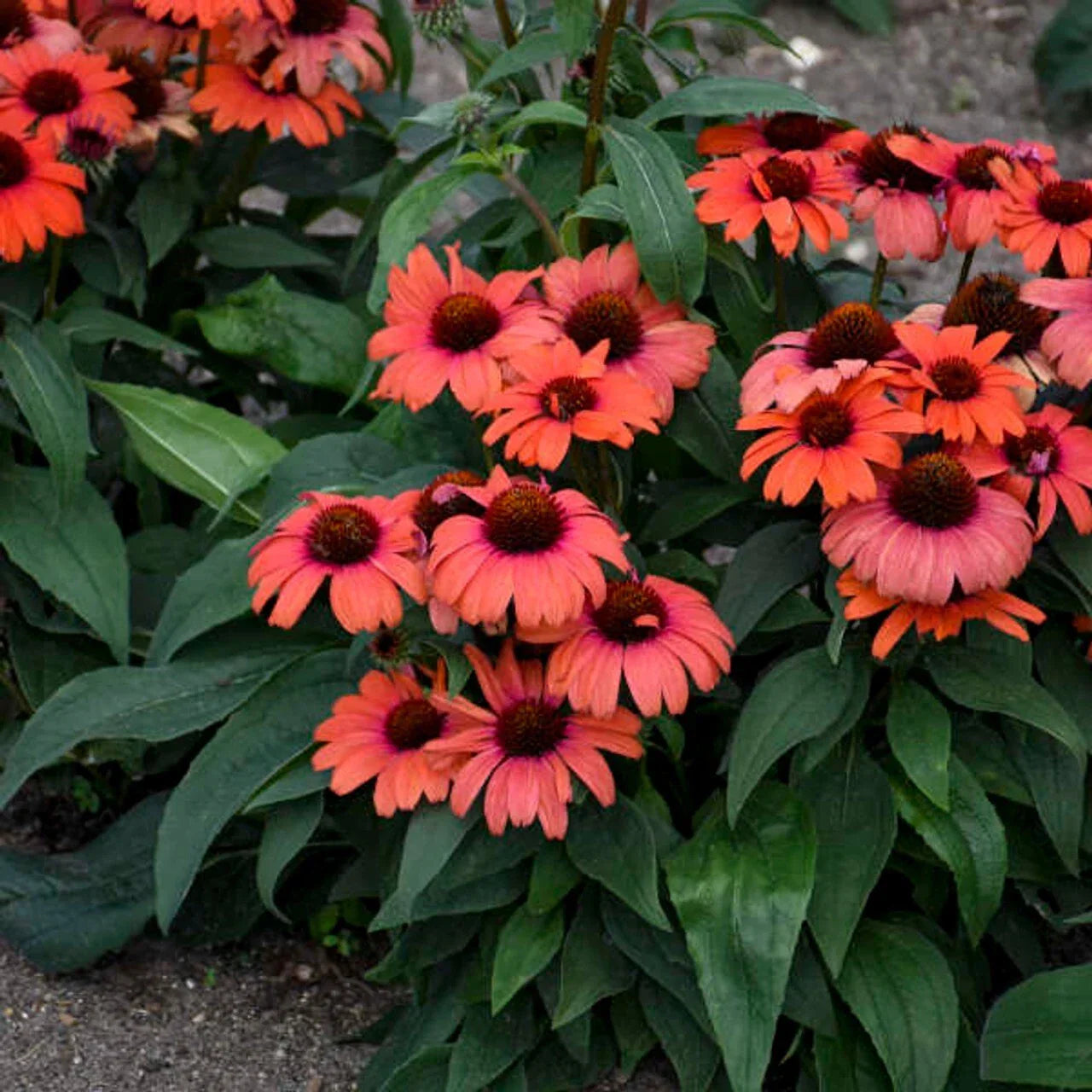 Echinacea Coneflower Seeds - 50 Tanager Variety - Perennial Vibrant Blooms