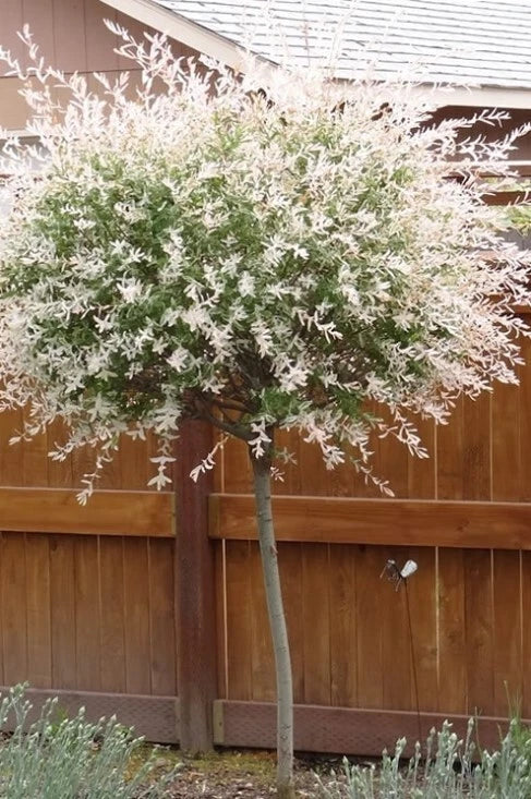 Hakuro Nishiki Dappled Willow Plants Set – Variegated Foliage, Salix integra, 4" Pot, 6-12" Tall, Ornamental Shrubs for Garden