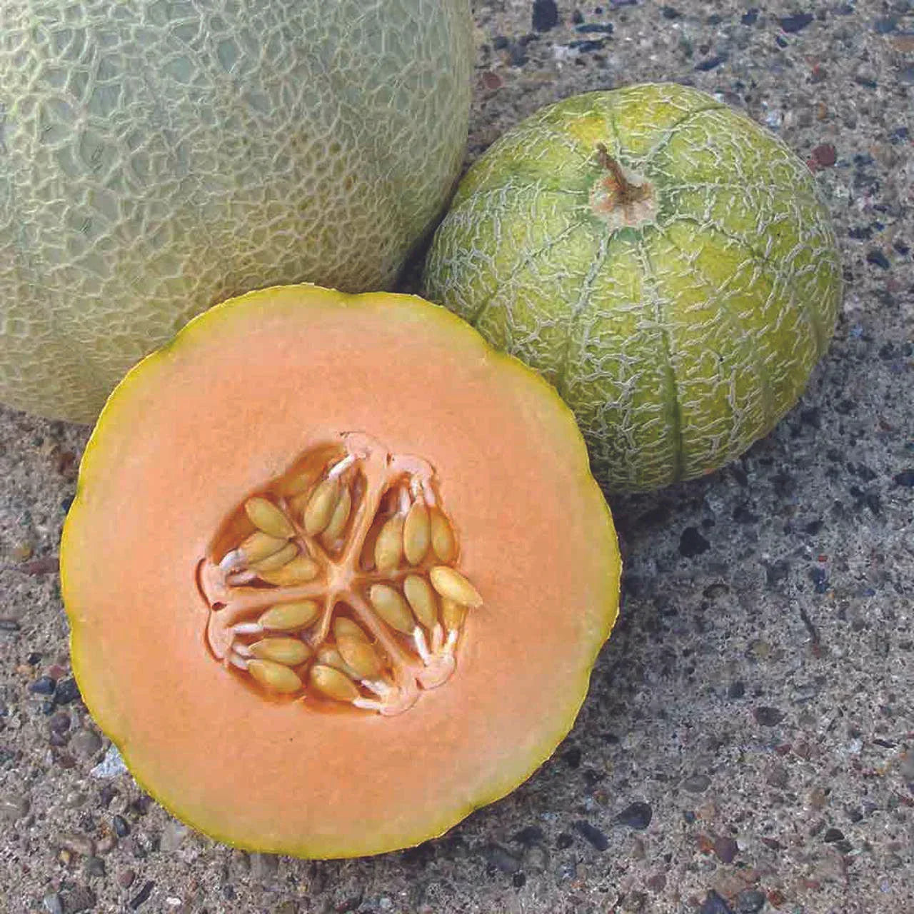 Minnesota Midget Cantaloupe Seeds - 25+ Non-GMO Mini Melon Seeds for Home Gardens