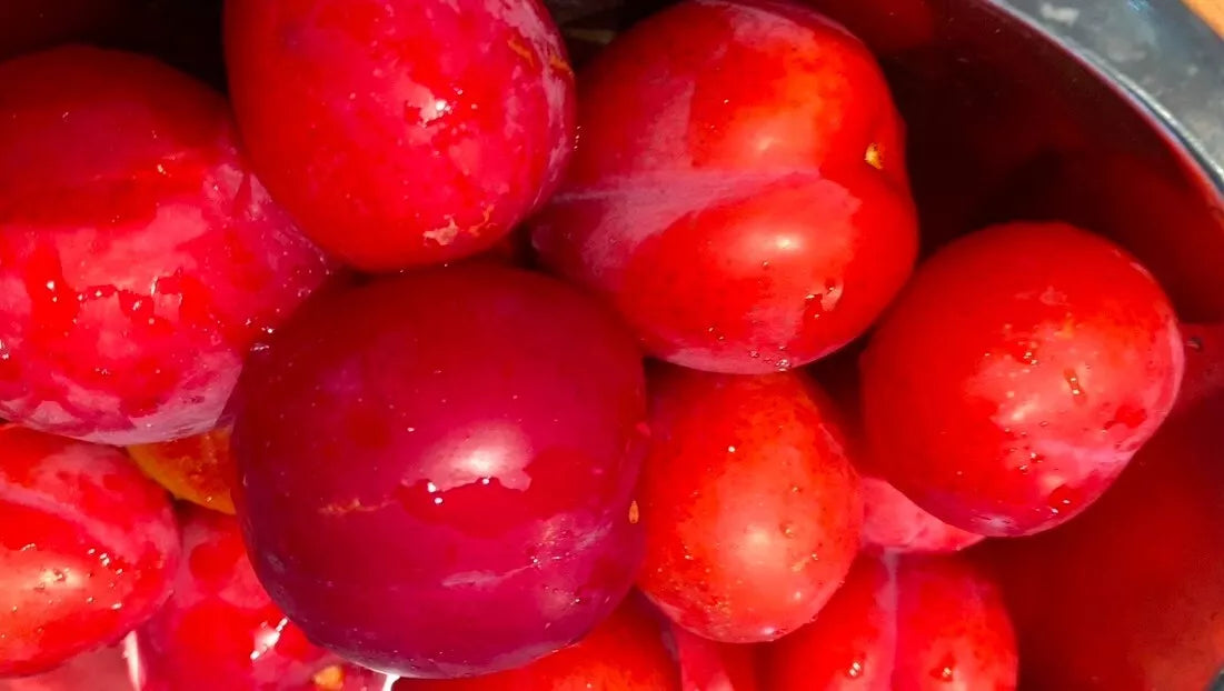 Japanese Red Plum Cuttings - Edible Landscaping, Sweet Juicy Fruits, Prunus salicina, White Flowers, Deciduous Tree