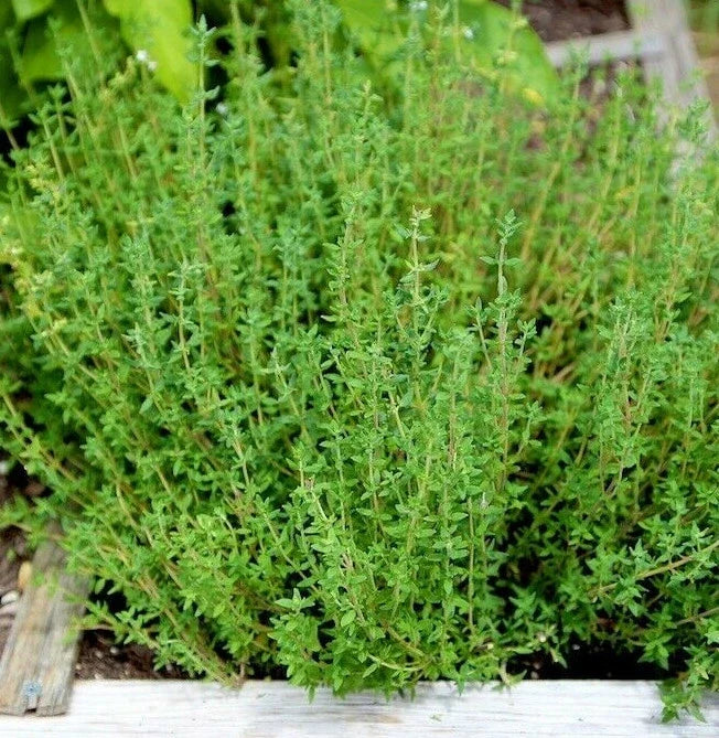Thyme Seeds for Planting – Organic, Non-GMO Herb Garden Seeds – Thymus vulgaris, Culinary & Aromatic Herb, Pack of 200 Seeds