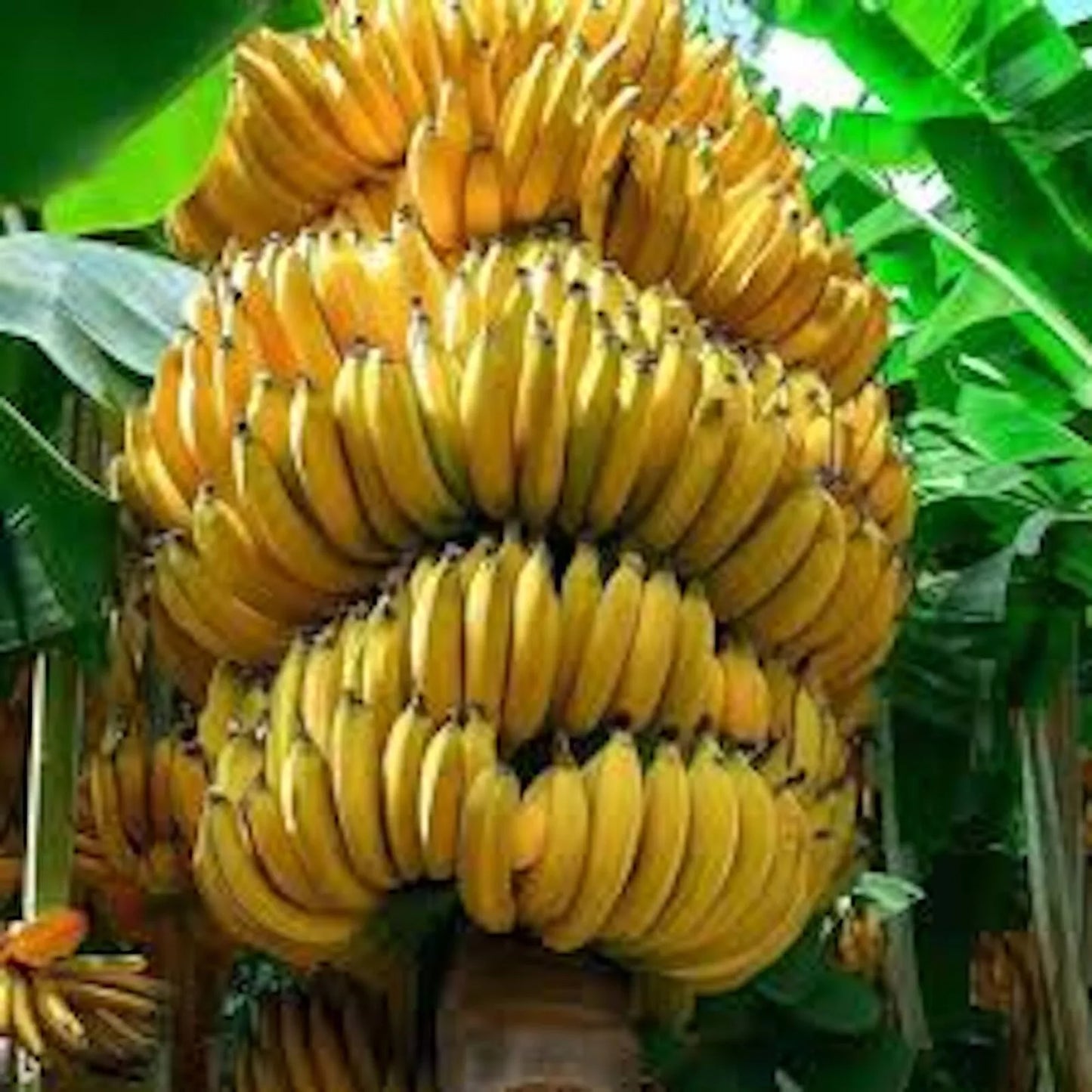 Banana Tree Starter Plant - Musa Gran Nain - Tropical Edible Fruit Plant