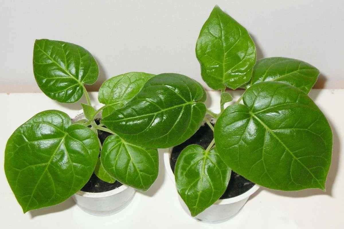 Tamarillo Tree Tomato Seedlings - 3-8 Inch Fast Growing Plants - Solanum betaceum - Garden Fruit Crop