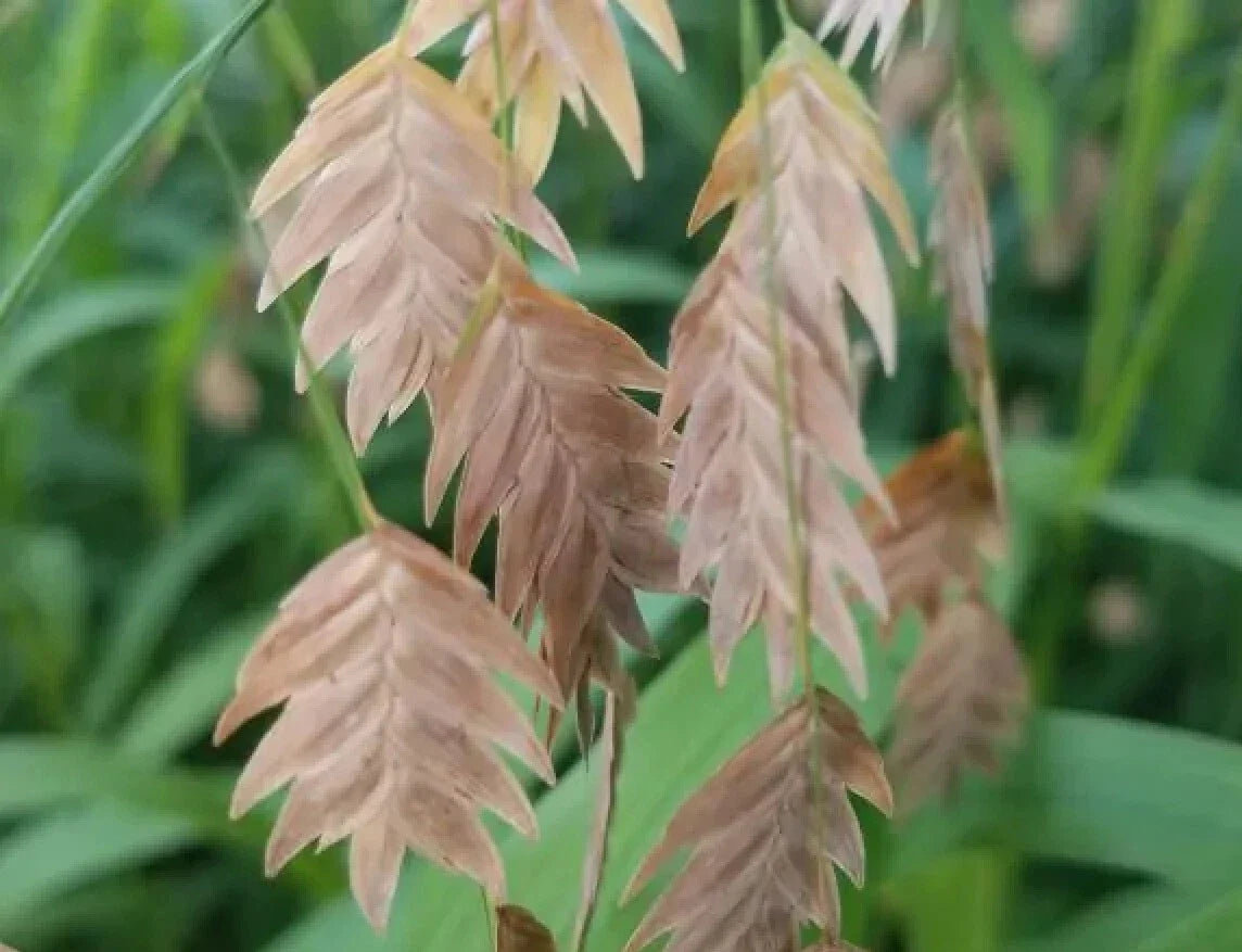 Northern Sea Oats Grass Seeds - Perennial Ornamental Grass - Chasmanthium latifolium - River Oats for Landscaping