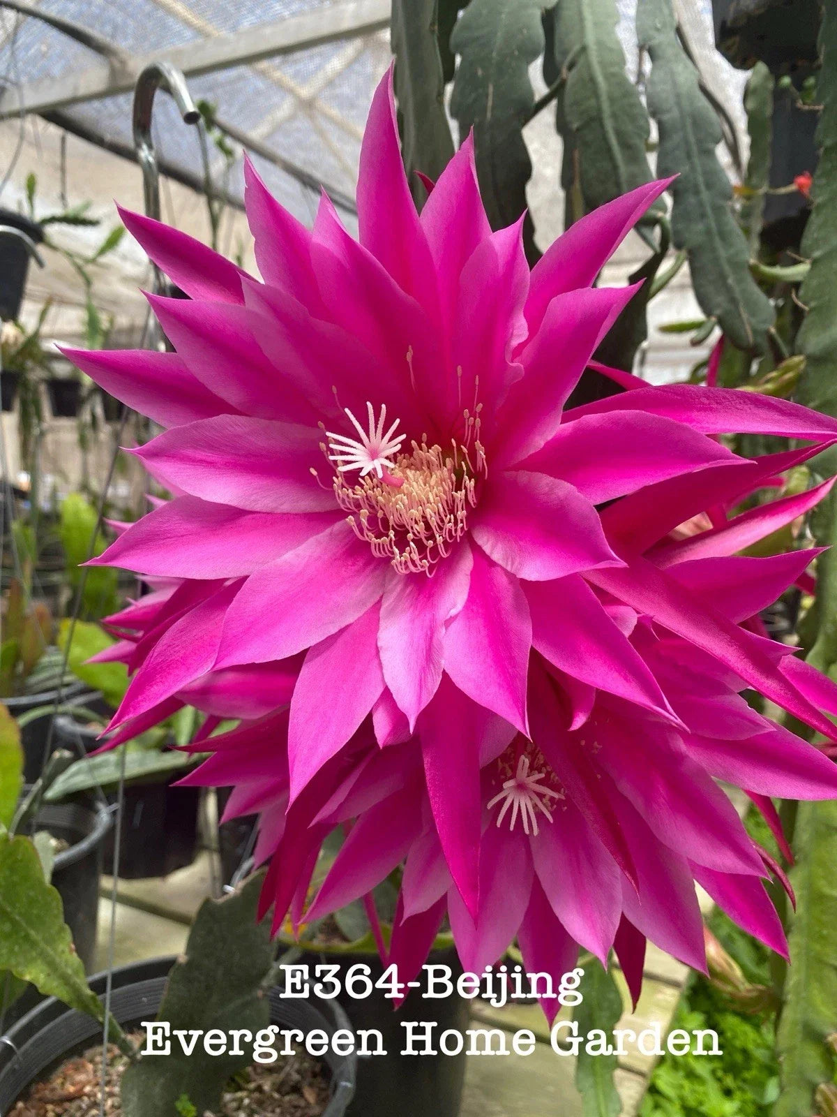 Rooted Epiphyllum Orchid Cactus "Beijing" - 4" Starter Pot - Tropical Houseplant, Easy Care, Unique Color, Epiphyllum oxypetalum
