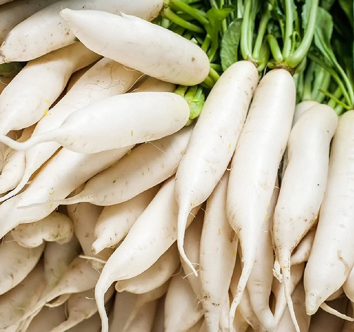 Japanese Daikon Radish Seeds - 100 Heirloom Non-GMO Raphanus sativus for Home Gardening