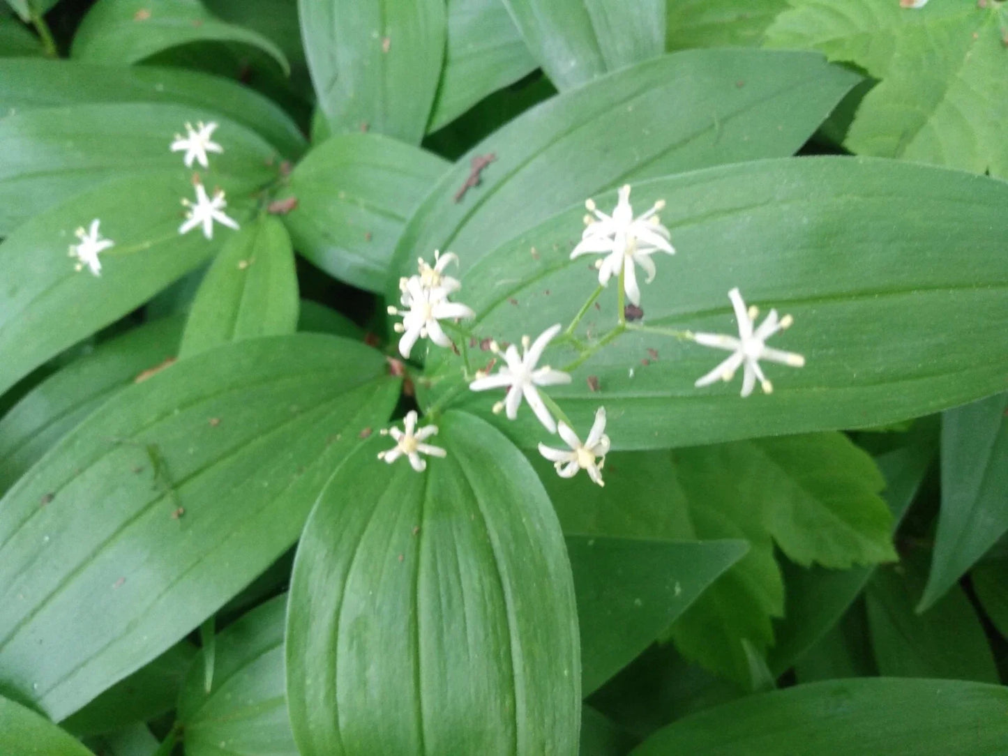 Lily of the Valley Live Plants - Bare Root Rhizomes - Convallaria majalis - Fragrant Wildflowers for Shade Gardens