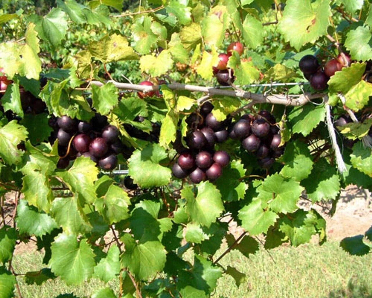 Muscadine Grape Starter Plant - Deep Purple-Black Fruit, Edible, Cold Hardy, Vitis spp, Self-Fertile, for Vineyards & Gardens