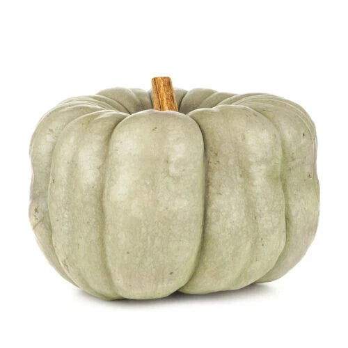 Blue Doll Pumpkin Seeds - Pack of 25+ Cucurbita pepo Blue-Hued Pumpkins for Garden Planting