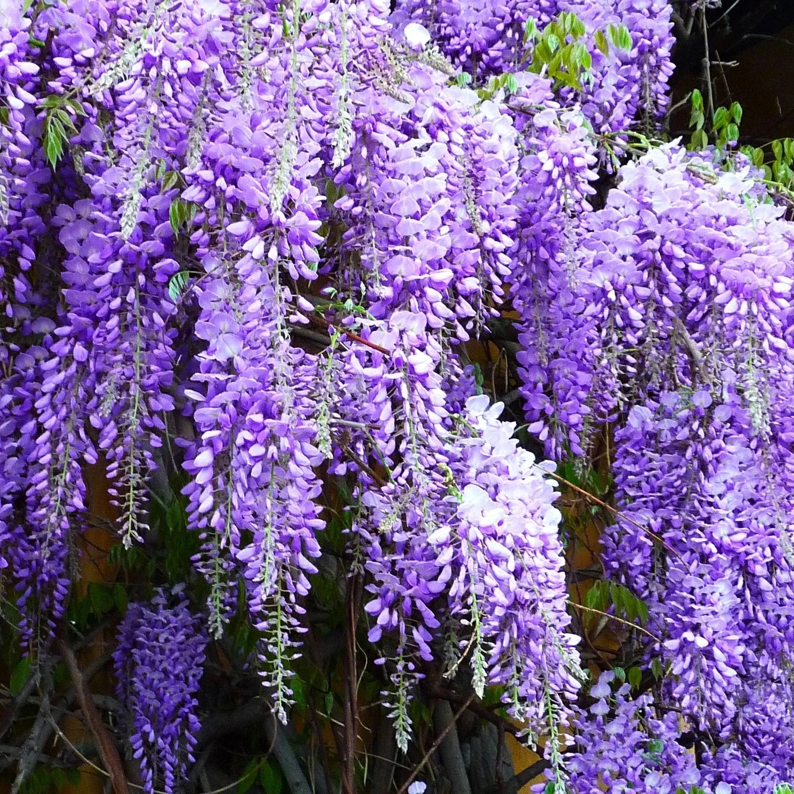 Blue Chinese Wisteria Seeds - Climbing Wisteria Sinensis for Garden, Trellis, Arbor, 2025 Planting