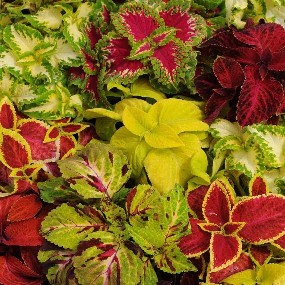 Coleus Seeds - Wizard Mix, Colorful Foliage, Plectranthus scutellarioides, 40 Seeds for Gardens & Containers
