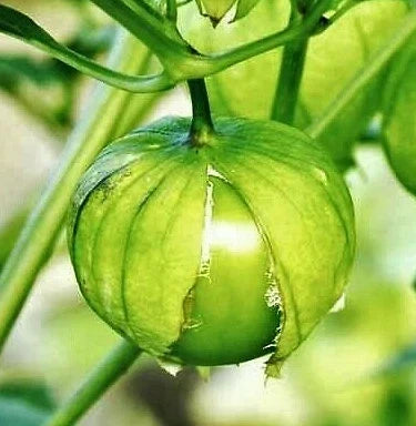 Tomatillo Seeds - Toma Verde Green Mexican Husk Tomato - Physalis philadelphica - 2025 Pack