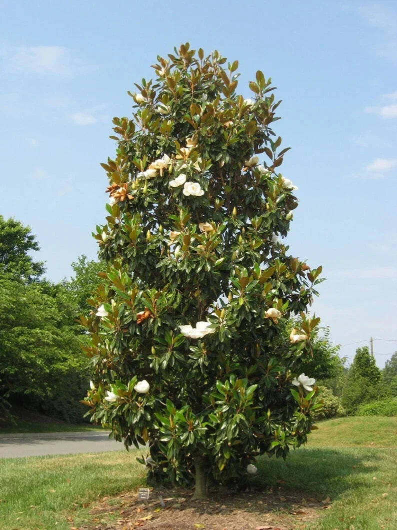 Southern Magnolia Tree - 20-28 Inch Well-Rooted Magnolia grandiflora 'Bracken's Brown Beauty'
