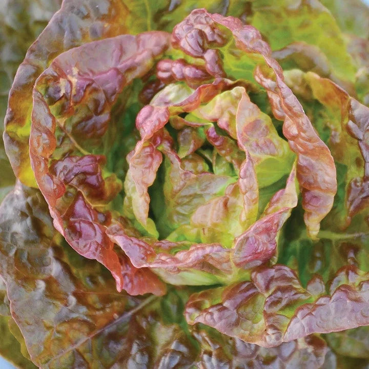 Bronze Mignonette Butterhead Lettuce Seeds – Lactuca Sativa – Heirloom, Bronze-Hued, Tender Leaves for Garden & Container Planting