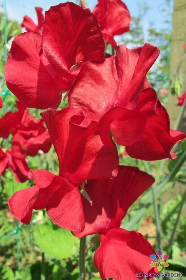 Sweet Pea Seeds - Alison Valentini Variety - Fragrant Climbing Vine - Lathyrus odoratus - 50+ Pack, USA Grown, Free Shipping