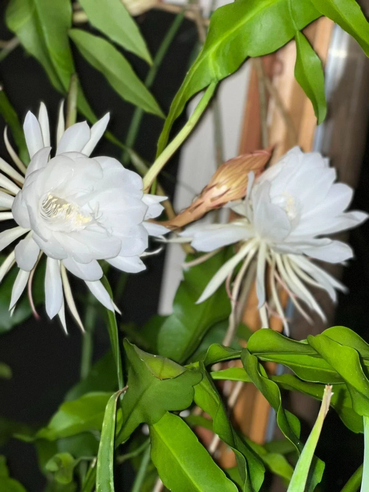 Queen of the Night Cactus Cutting - Unrooted Epiphyllum oxypetalum Indoor Plant, Night-Blooming Flower, Rare Succulent