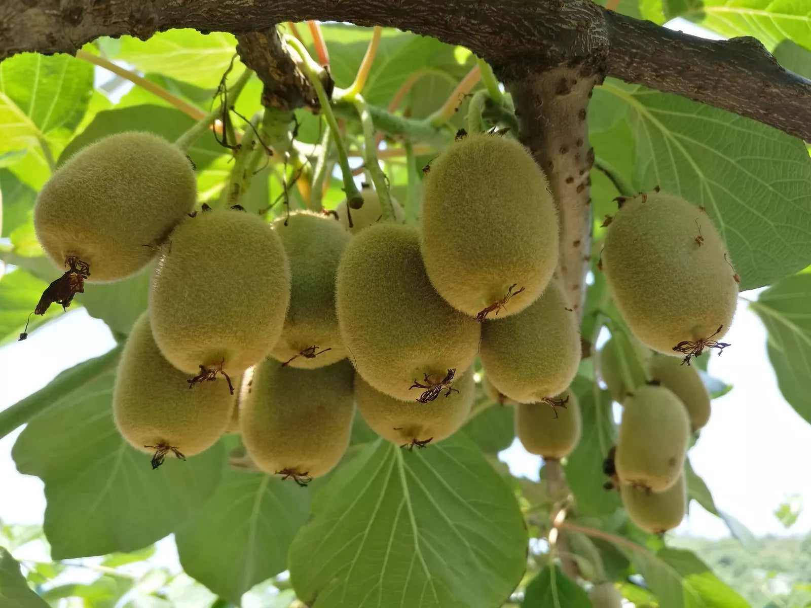Kiwi Tree Seeds 50 Pack Actinidia chinensis Edible Fruit Planting Seeds for Garden
