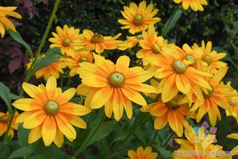 Prairie Sun Rudbeckia Seeds - 200+ Black-eyed Susan Seeds for Wildflower Gardens, Attract Pollinators, Rudbeckia hirta, Full Sun to Partial Shade