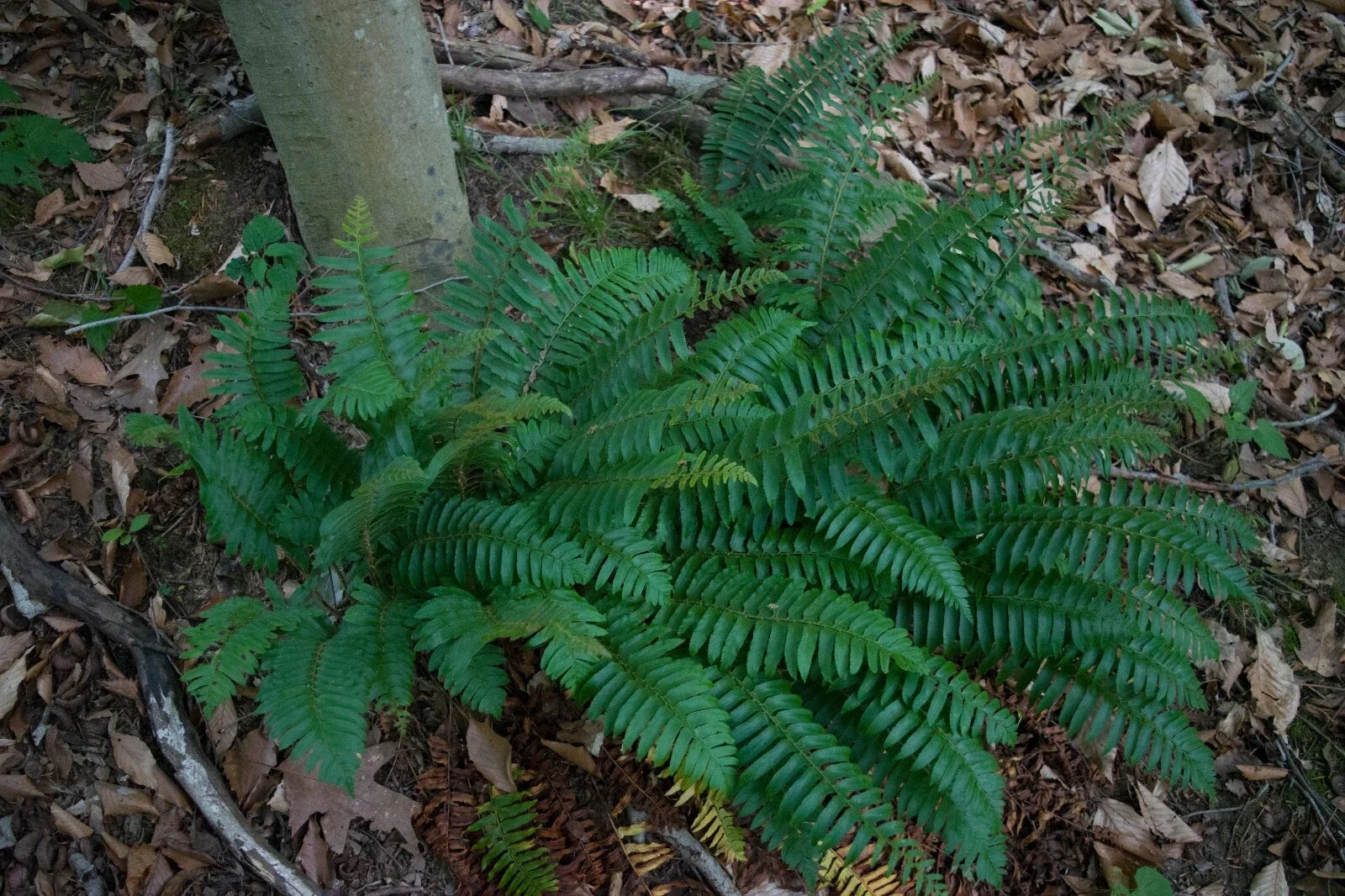 Christmas Fern Bare Root Plant - Evergreen Polystichum Acrostichoides for Shade, Erosion Control, Wildlife Habitat