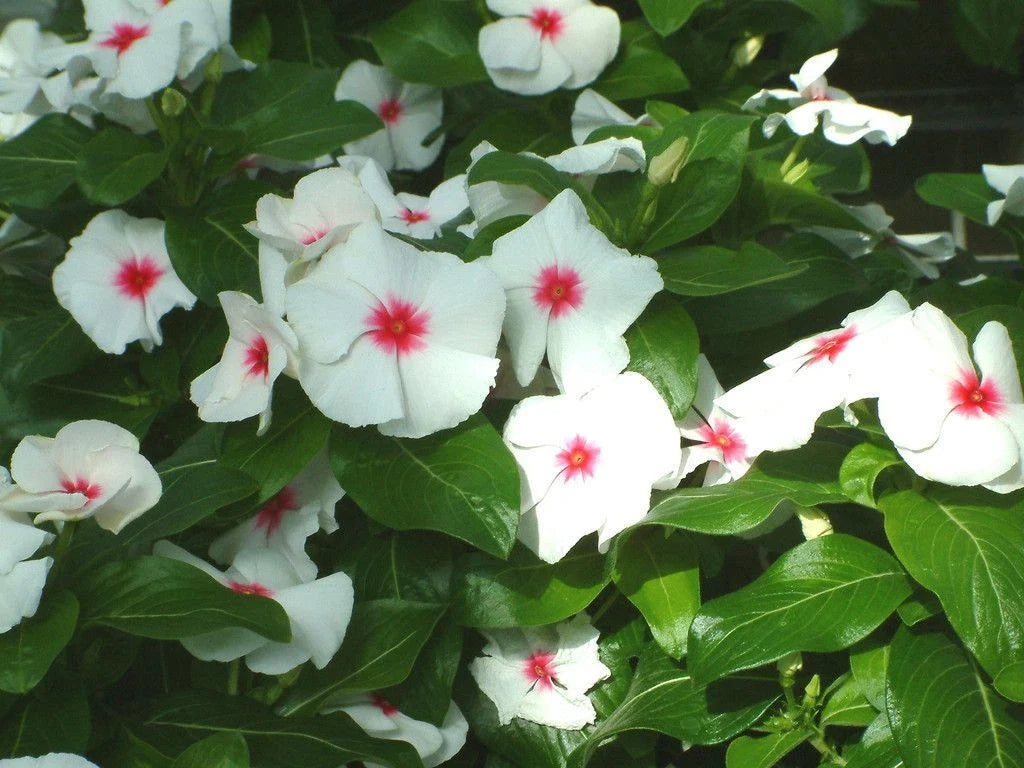 Vinca Seeds 500 Count Sunsplash White with Eye Catharanthus roseus Garden Flower Non-California Shipping