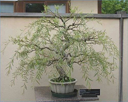 Bonsai Tree Cutting - Thick Trunk Dragon Willow - Fast Growing Indoor/Outdoor - Salix Matsudana 'Tortuosa'