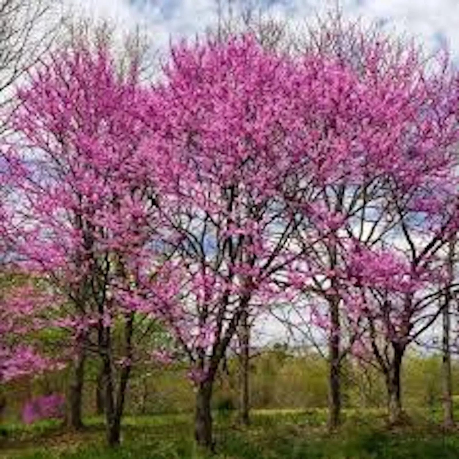 Eastern Redbud Tree - Bare Root Live Plant 14-18in Cercis Canadensis Pink Flowers, Spring Bloom, Garden Tree