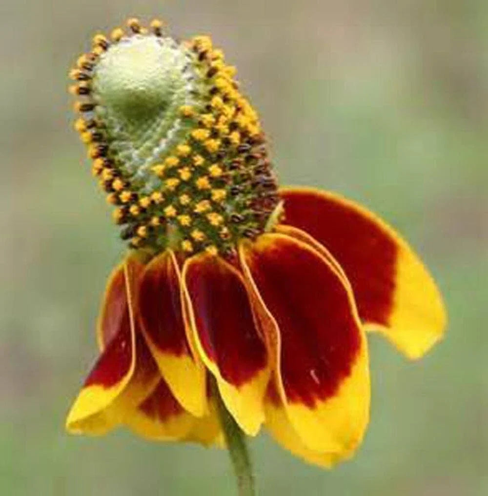 Mexican Hat Coneflower Seeds - 500+ Ratibida columnifera Prairie Wildflower Seeds for Pollinators & Garden