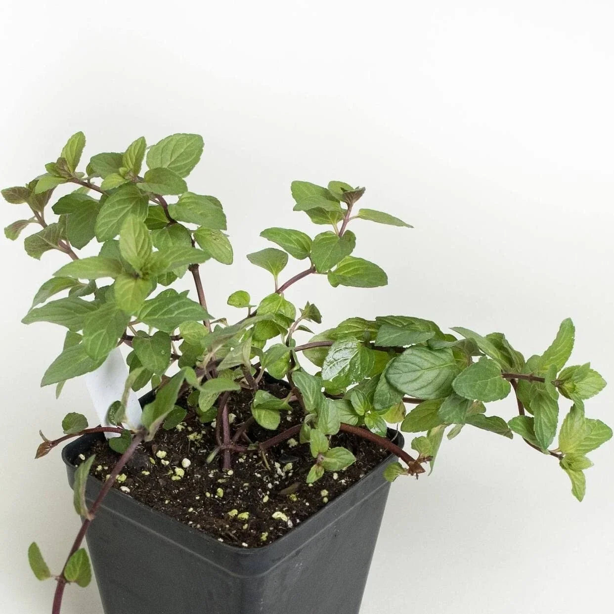 Chocolate Mint Plant Roots – 4 Plants, Mentha x piperita 'Chocolate', Aromatic Herb for Gardens & Pots