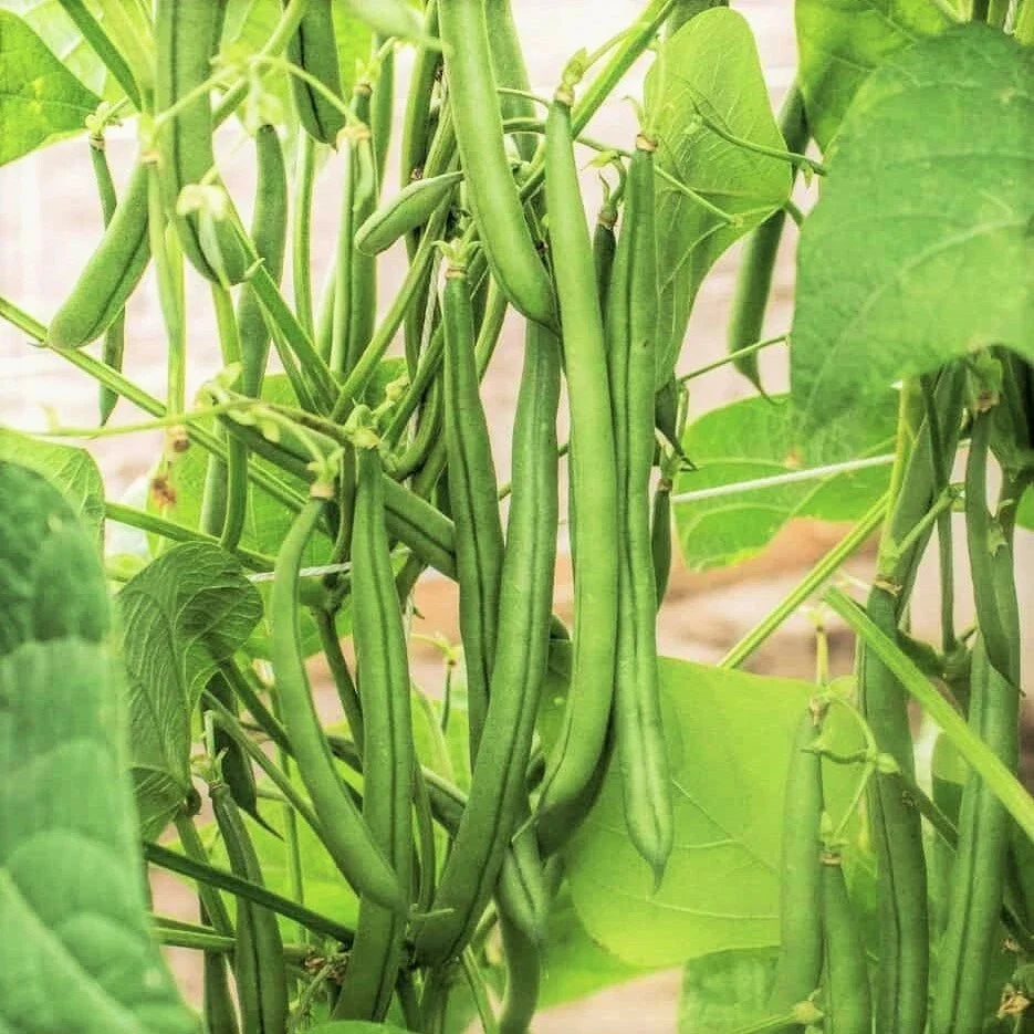Bulk Blue Lake FM1K Green Bean Seeds – Pole Climbing Vegetable Seeds for Home Gardening, Non-GMO, 1000 Seeds