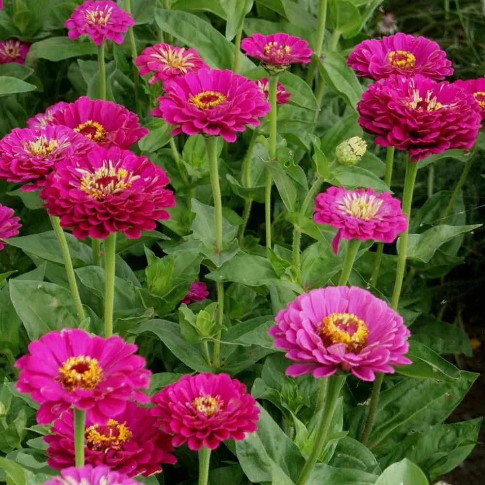 Purple Prince Zinnia Seeds – 100+ Pack, Vibrant Purple Blooms, Zinnia elegans, Butterfly Attracting, Easy to Grow, USA Grown