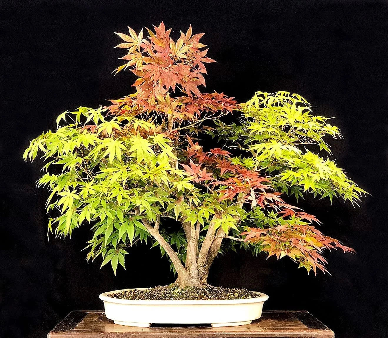 Trident Maple Bonsai Tree Seeds – Acer buergerianum – 20+ Seeds for Cultivation & Shaping