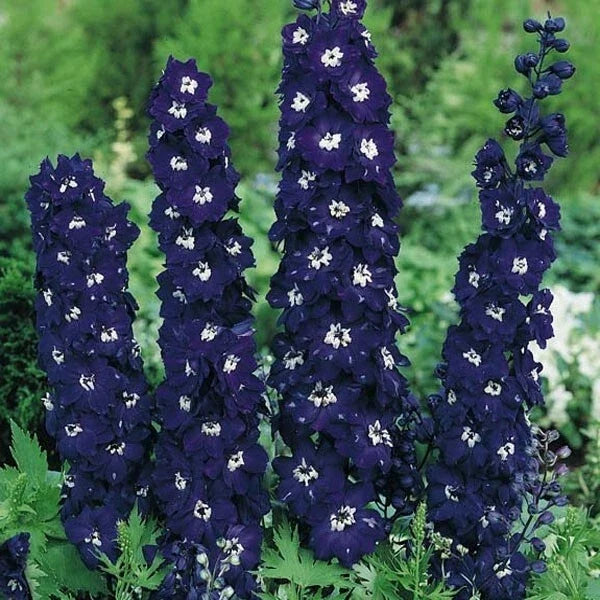 Dark Blue Delphinium Seeds - 50 Perennial Flower Seeds for Borders & Cuttings - Delphinium elatum