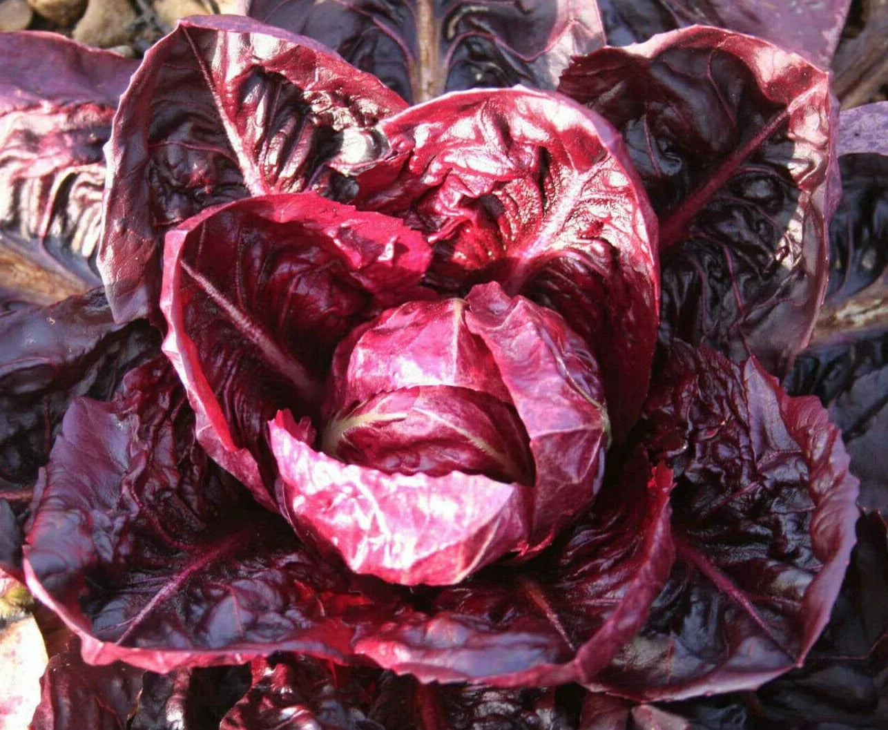 Palla Rossa Radicchio Seeds | Italian Red Bitter Leaf Lettuce | Cichorium intybus var. foliosum | Gourmet Salad Greens