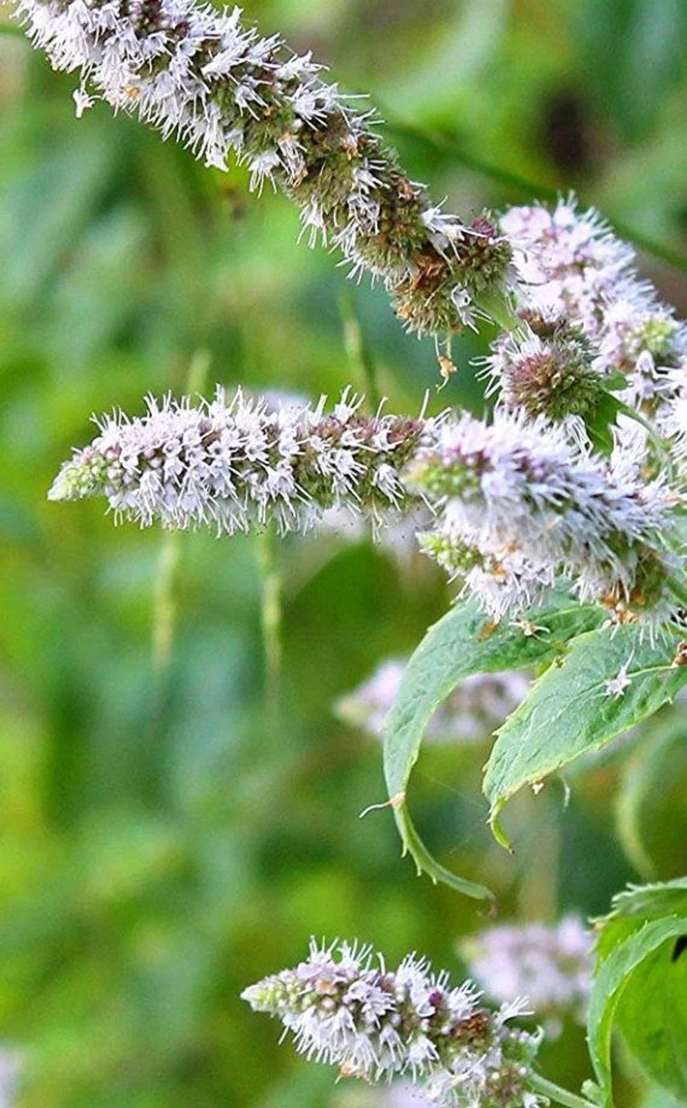 Peppermint Plant Lot of 2 | Perennial Bare Root Herbs | Mentha piperita for Cooking & Tea | Live Herb Starter Plants