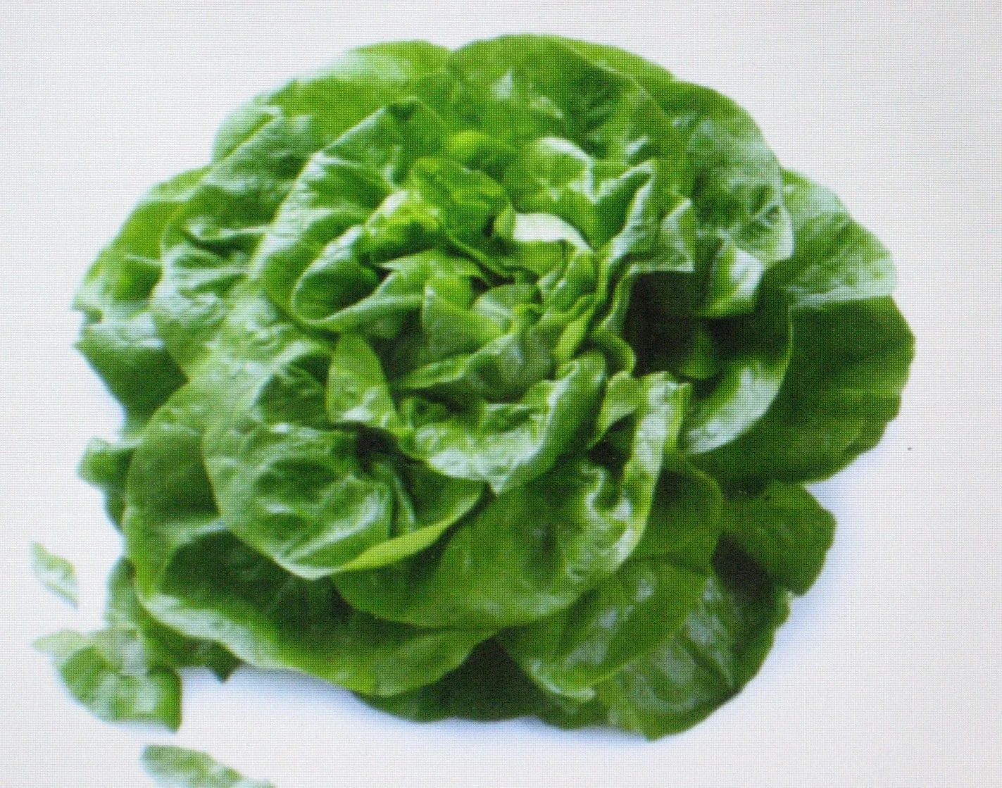 Butterhead Lettuce Seeds - Buttercrunch Variety - 200 Count - Heirloom Lactuca sativa for Salads & Container Gardening