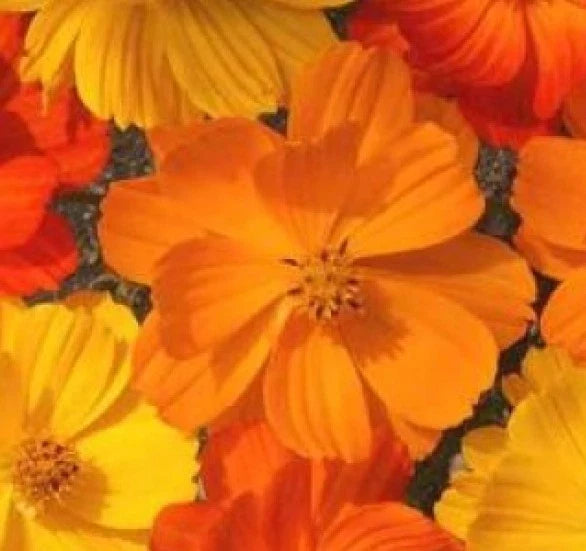 Cosmos Flower Seeds 30 Pack Bright Lights Mix, Cosmos bipinnatus, Annual, Vibrant Color, Butterfly Attracting, Garden Seeds