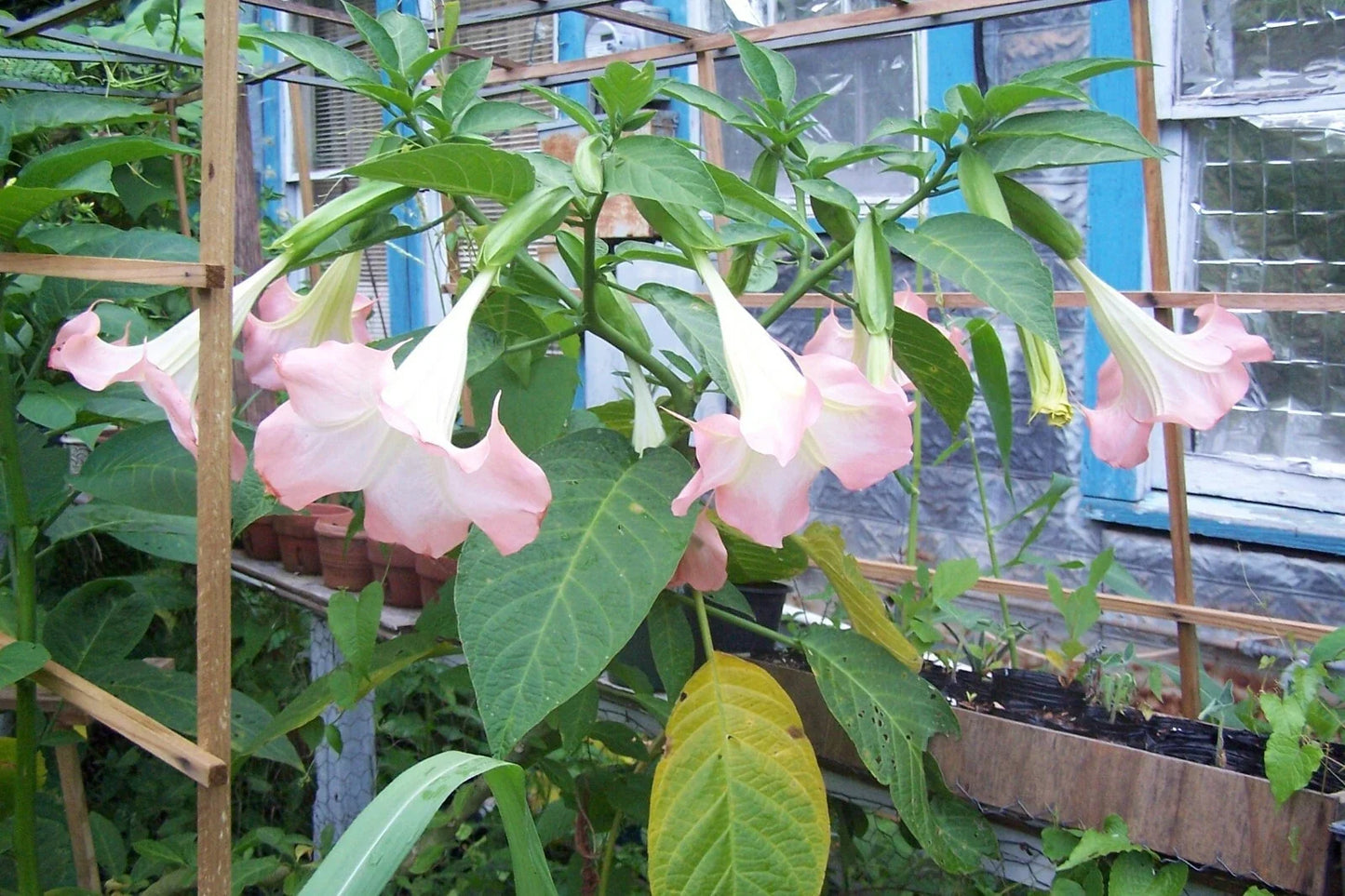 Angel Trumpet Live Plant – 3 Pink Rooted Plants in Pots – Brugmansia spp. – Fragrant, Pollinator Attracting, Easy Care