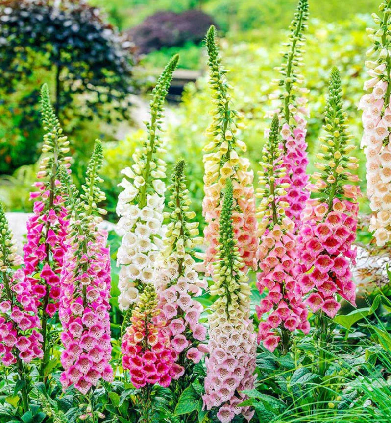 Foxglove Seeds Excelsior Mix - 500 Non-GMO Biennial Seeds for Sun & Shade