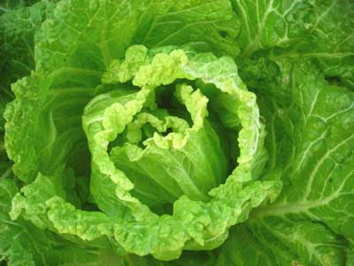 Bok Choy Seeds - Michihili Napa Chinese Cabbage - Heirloom Brassica rapa var. chinensis for Home Gardening
