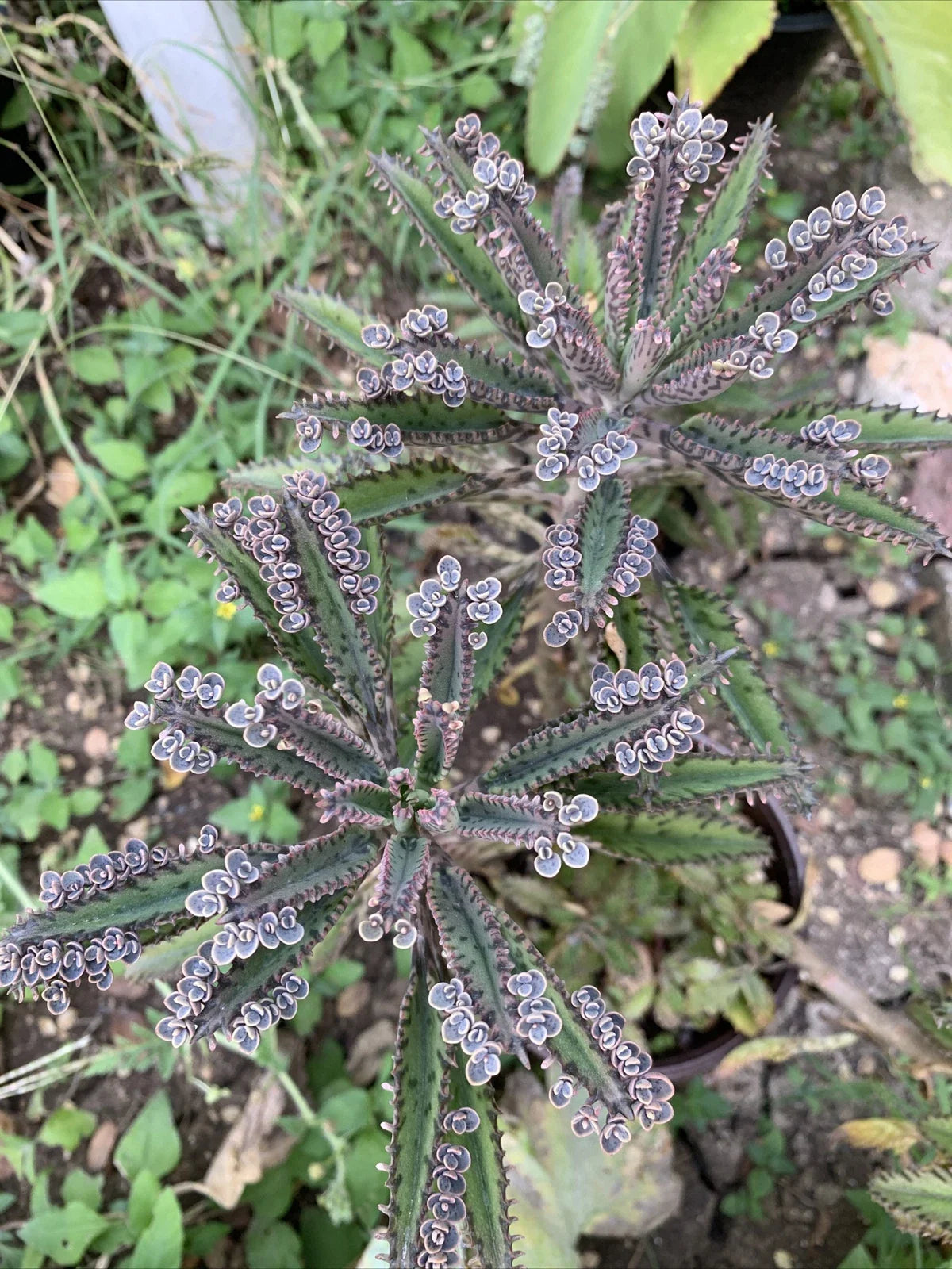 Mother of Millions Succulent Plant - 10+ Kalanchoe daigremontiana Cuttings - Indoor Garden, Easy Care, Cascading Plantlets