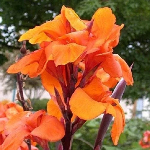 Orange Canna Lily Plant - 3 Gallon Rhizomes - Vibrant Orange Flowers - Canna indica Perennial for Garden & Containers