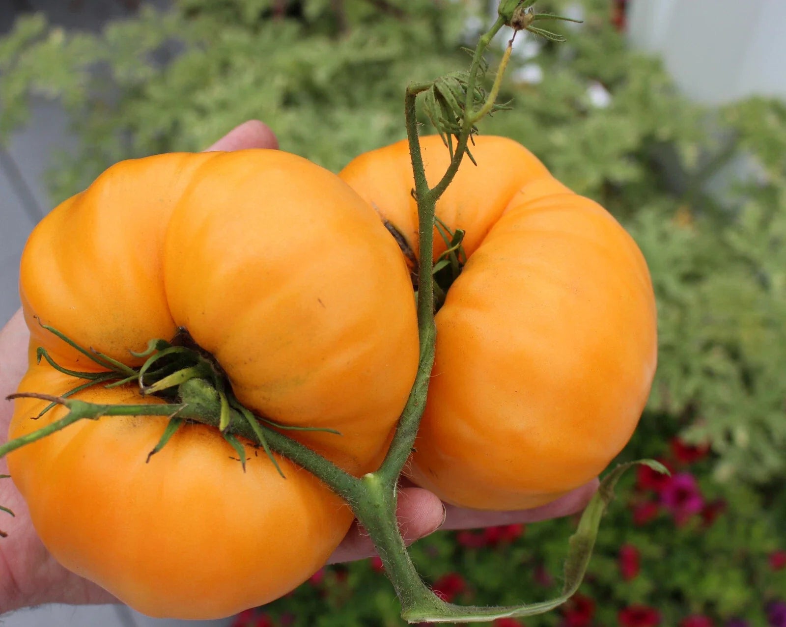 Kellogg's Breakfast Tomato Seeds - Heirloom Orange Variety, Bulk 25-1000 Seeds, Juicy, Productive, Solanum lycopersicum