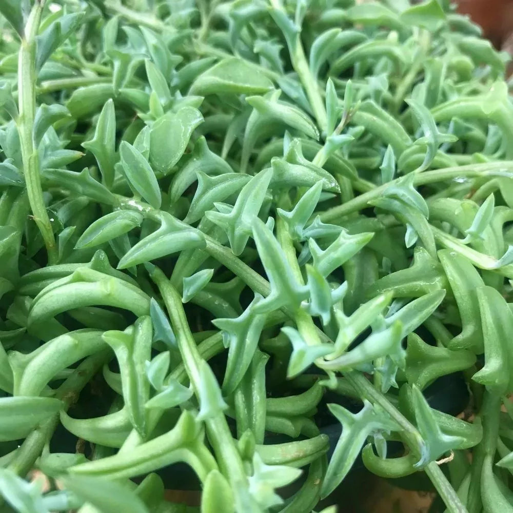 Rare Senecio Peregrinus Cuttings - 5" Long Unrooted String of Dolphins Succulent Indoor Houseplant