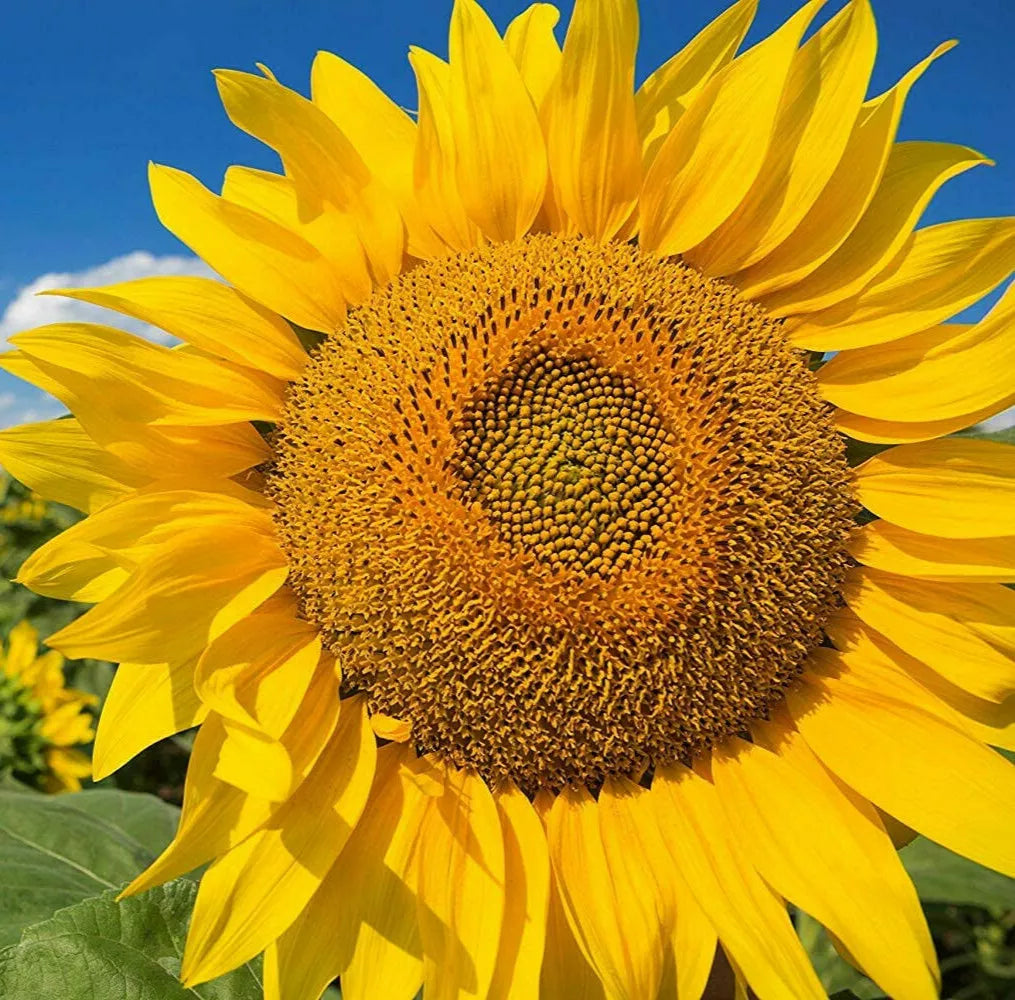 Giant Sunflower Seeds | Mammoth Grey Stripe | Helianthus annuus | Large Bloom, Attract Pollinators, Easy to Grow