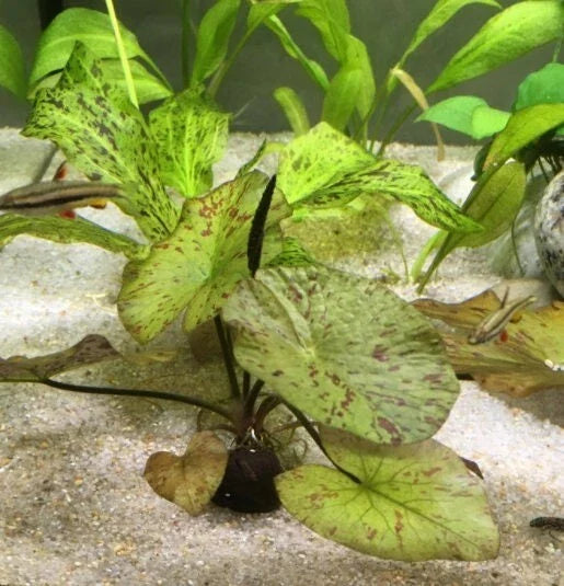 Tiger Lotus Plant (Nymphaea zenkeri) - Easy Live Aquarium & Pond Plant with Red/Green Leaves