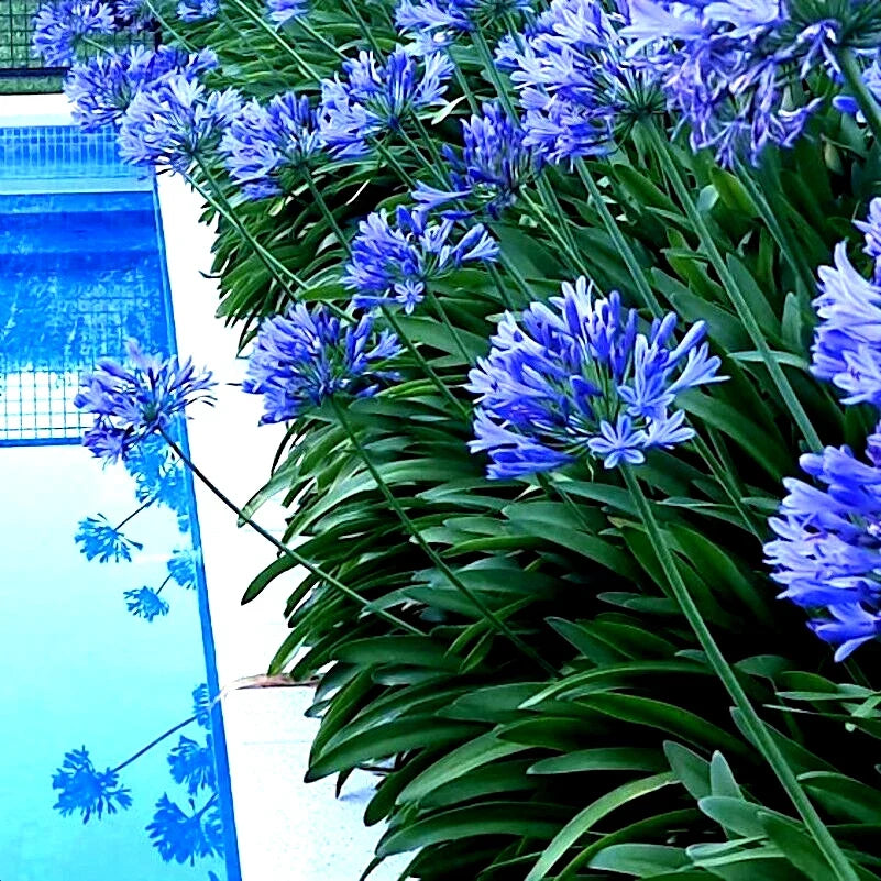 Dwarf Blue Lily of The Nile Seeds | Agapanthus "Peter Pan" | Compact Blue Flower Seeds for Garden & Indoor Planting