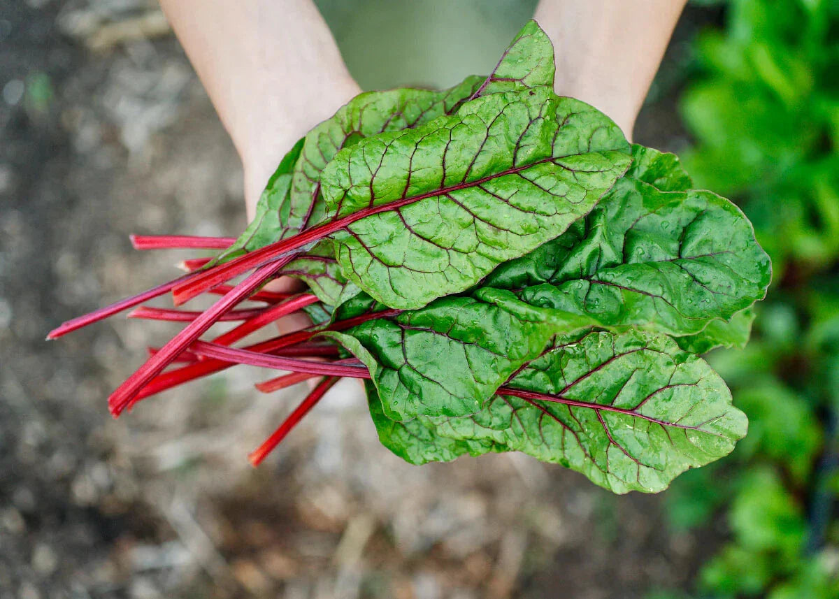 Rhubarb Swiss Chard Seeds - Bright Red, NON-GMO Heirloom, Organic Gardening