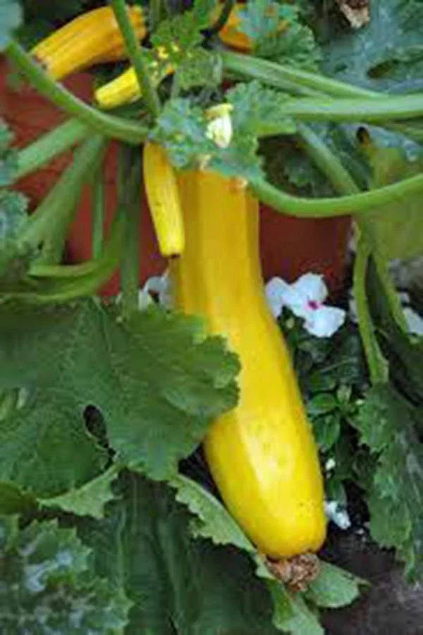 Early Prolific Straight Neck Squash Seeds - 100 Count Heirloom Cucurbita pepo
