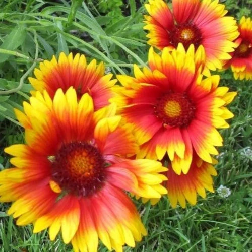 Gaillardia Seeds - 200+ Blanket Flower Perennial Garden Seeds, Gaillardia aristata, Bright Colors, Drought Tolerant