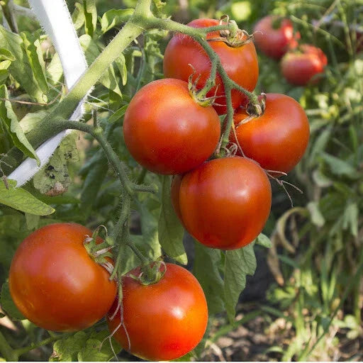Arkansas Traveler Tomato Seeds - NON-GMO Heirloom, Heat Tolerant, Solanum lycopersicum